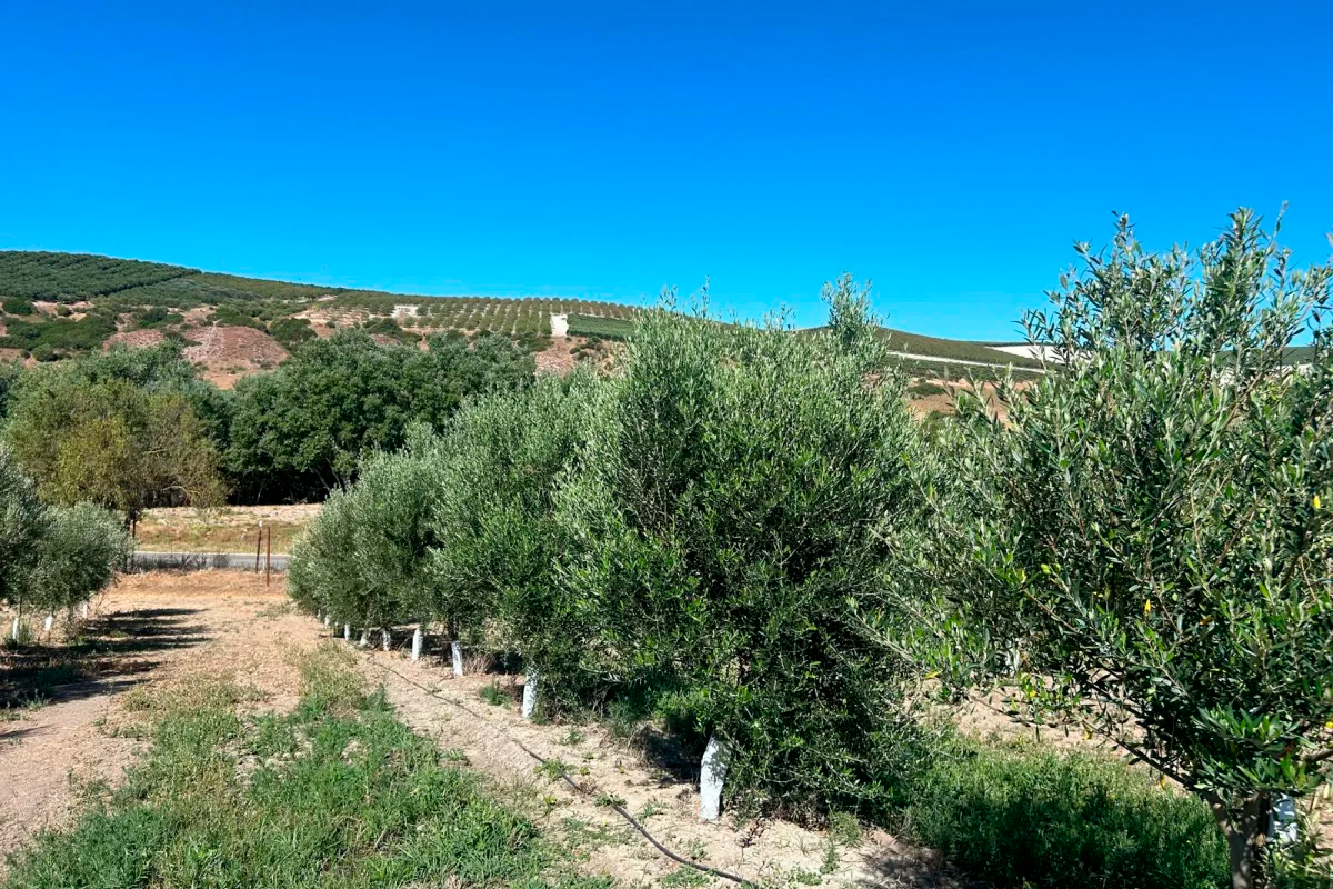 Almazara Legado Andaluz se clasifica para la final de “Tierra de Oportunidades”